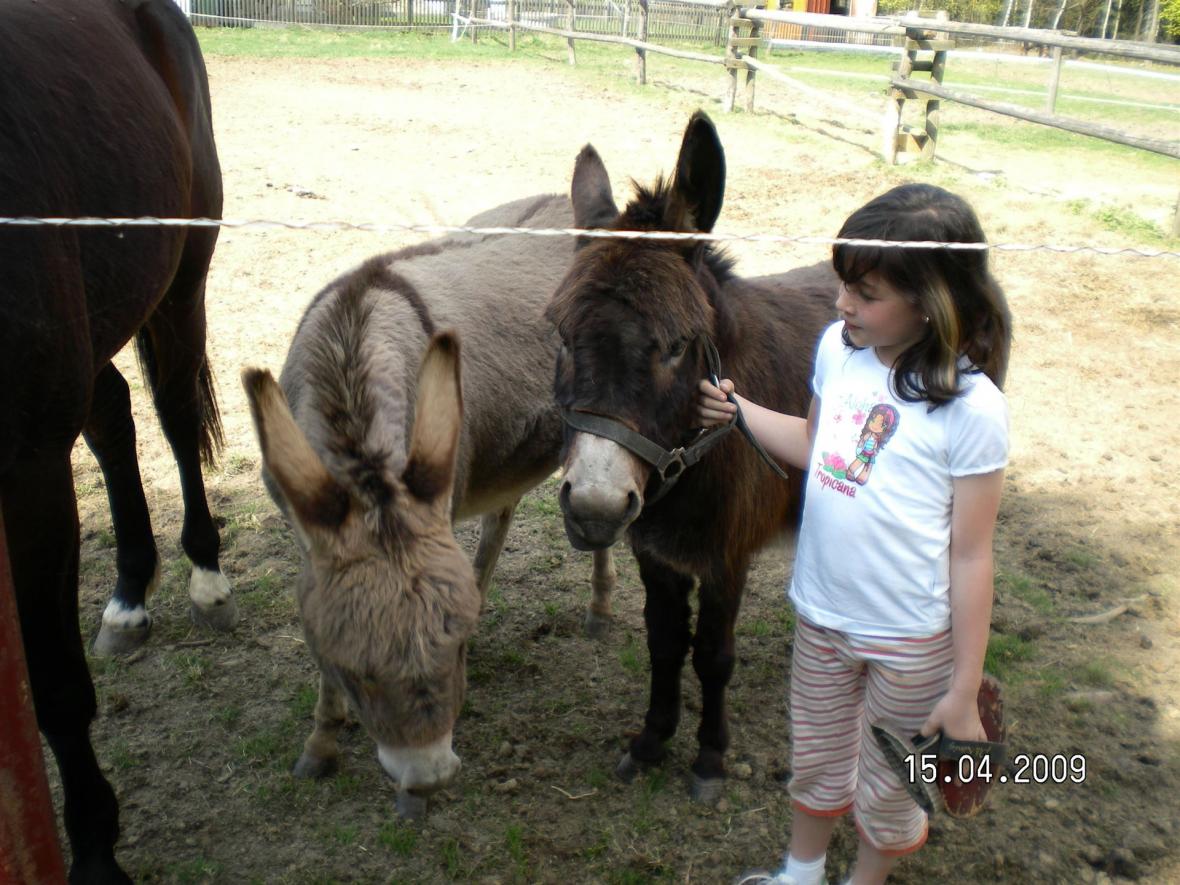Reiten