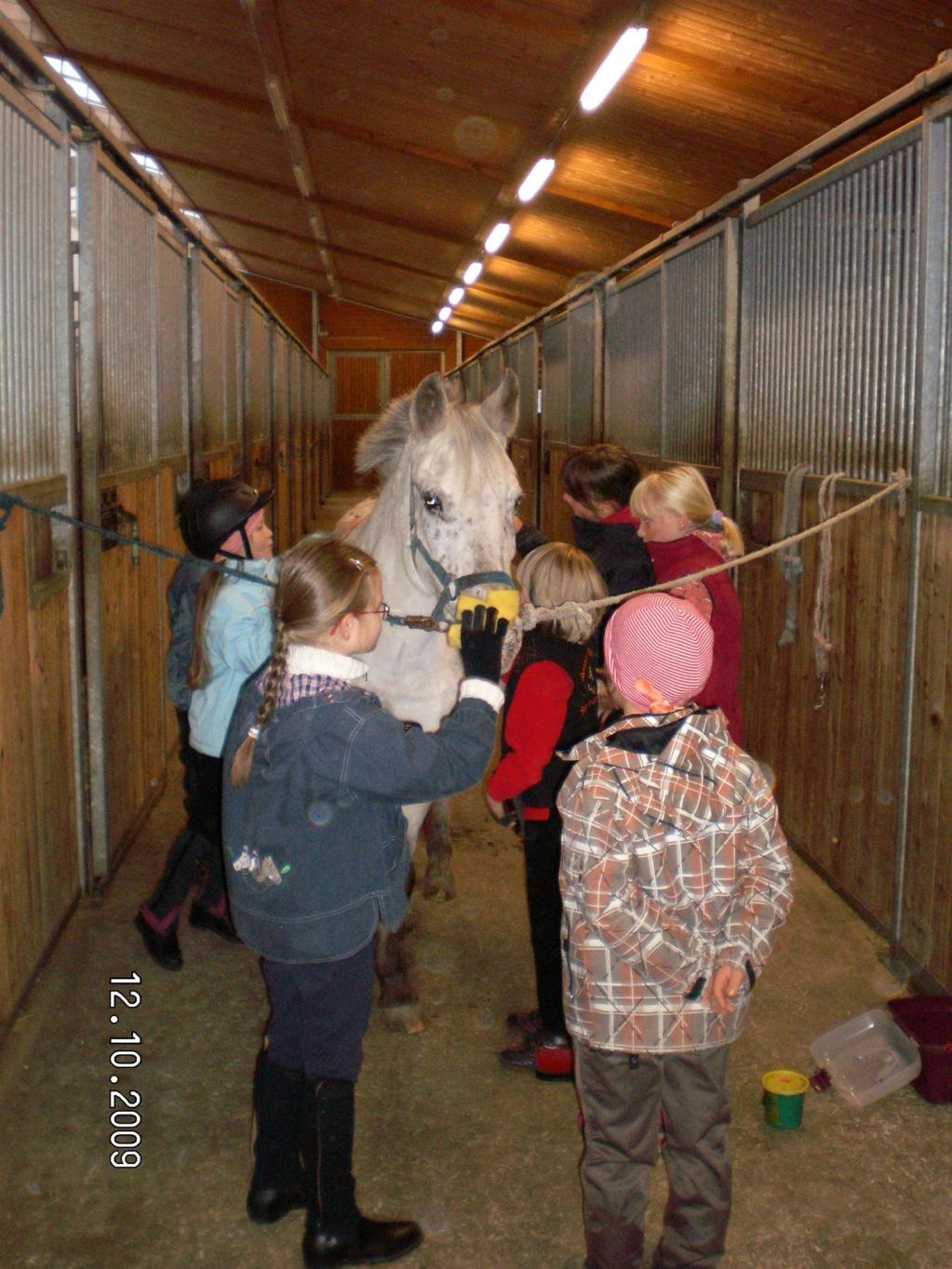 Reiten